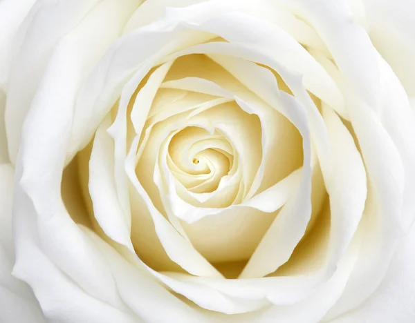White Rose — Stock Photo, Image