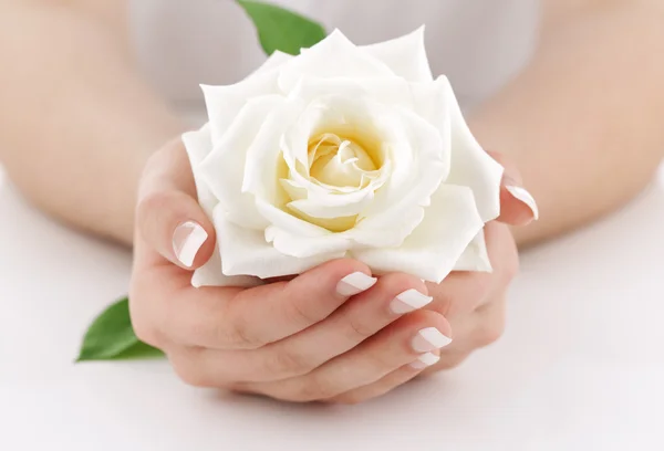 Woman's hands with white rose — Stock Photo, Image