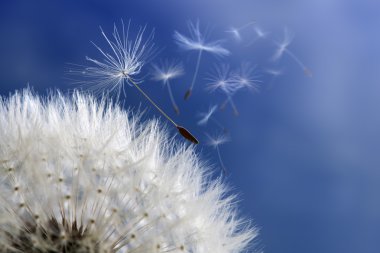 karahindiba saati tohum Dispergatör