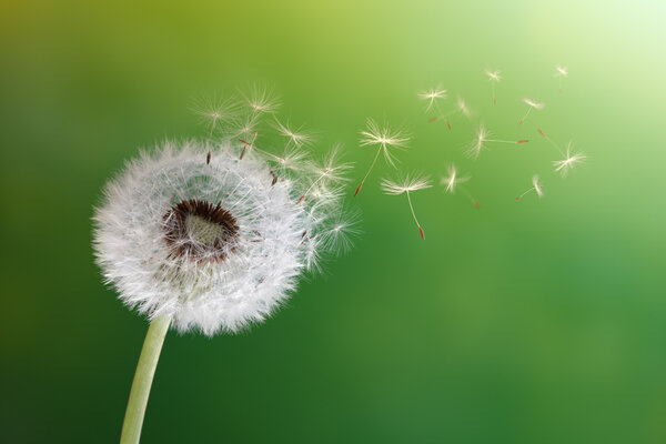 Dandelion clock in morning sun