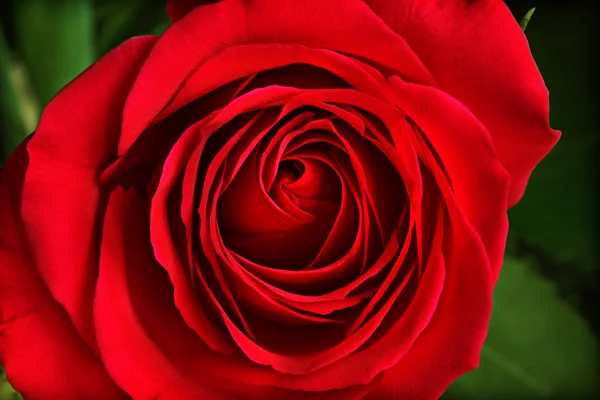 Red rose — Stock Photo, Image