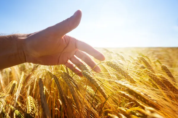 Mano che tocca spighe di grano in un campo d'oro — Foto Stock