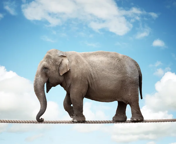 Elefant på lina — Stockfoto