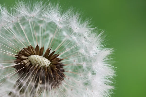 Dandelion clock in morning sun — Stock Photo, Image