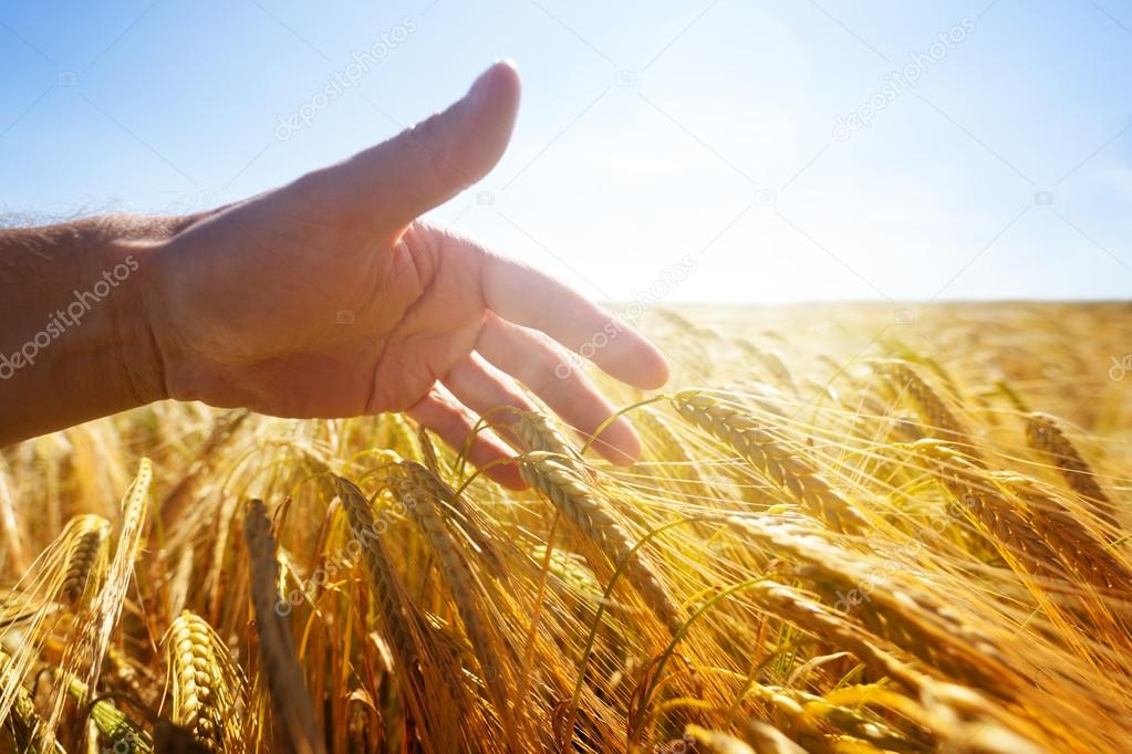 Hand touching wheat ears in a golden field