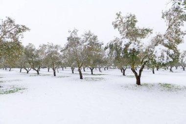 Karda zeytin koruluğunda güzel zeytin ağaçları