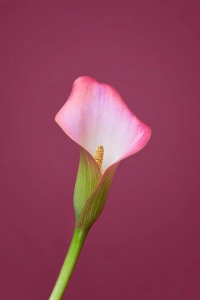 Lys Calla Rose Sur Fond Rose Pour Carte Saint Valentin — Photo