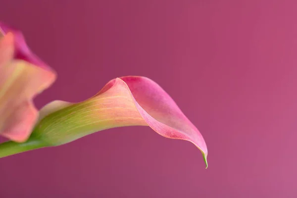 两朵粉红的卡拉百合花 粉红背景的情人节贺卡或情人节礼物 周年纪念日 粉红愈伤组织花纹理特写与复制空间 花卉宏观摄影 — 图库照片