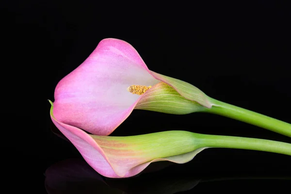 Deux Lys Calla Roses Sur Fond Noir Pour Carte Saint — Photo