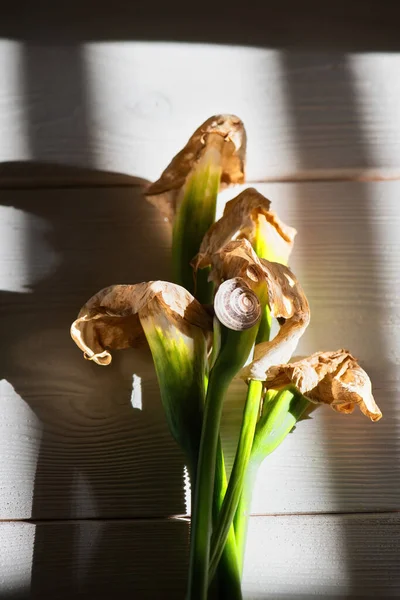 Bouquet Dry Beautiful Dead Callas Lily White Wooden Background Hard — Photo