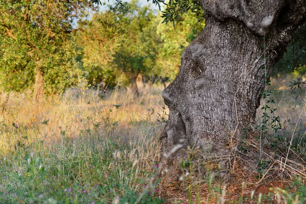 Close up of an atmospheric human face shape of apulian olive tree on a olive grove in Puglia, South Italy — стокове фото