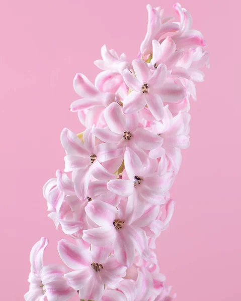 Bellissimo Fiore Giacinto Rosa Sfondo Rosa Morbido Minimale Ciao Primavera — Foto Stock