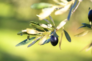 Olive Grove 'da siyah olgun zeytinlerle dolu bir zeytin sürüsü bulanık bir arka planda, Puglia, İtalya. Uzayı kopyala Doğal zeytin ve zeytin yağı teması, sağlıklı beslenme.