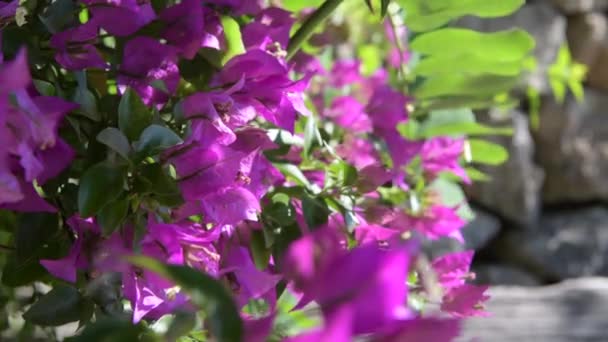 Крупный план красивой розовой Бугенвиллии раскачивается на ветру при солнечном свете вблизи — стоковое видео
