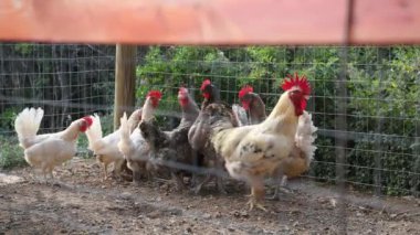 Farklı renkte evcil tavuklar çitin arkasındaki kümeste.