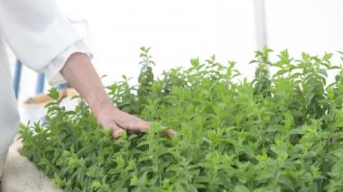 4k yaşlı dişi çiftçinin eli, rüzgarda sallanan nane yaprağı yeşil bitkilerin üzerine değdi. Bahçede kullanışlı aromatik özelliklerin yetiştirilmesi