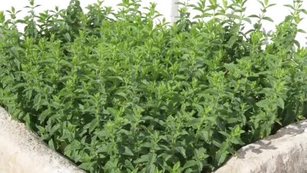 Mint Leaf Green Plants Swaying Wind Cultivation Useful Aromatic Properties — Stock video