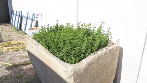 Muntblad Groene Planten Zwaaien Wind Teelt Van Nuttige Aromatische Eigenschappen — Stockvideo