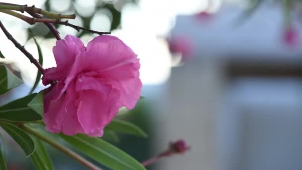 Ροζ Μωβ Άνθη Πικροδάφνης Ταλαντεύεται Στον Άνεμο Στο Φως Του — Αρχείο Βίντεο