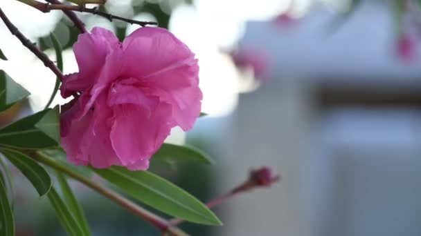 粉红紫色的油菜花在风中摇曳着 夕阳西下 在塞隆托的Oleander开花树 春夏两季都盛开着 — 图库视频影像