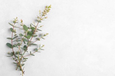 Beyaz ahşap arka planda okaliptüs yaprakları. Okaliptüs dallarından yapılmış bir çerçeve. Düz konum, üst görünüm, kopyalama alanı