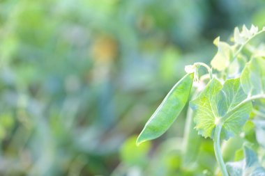 Young plant of green peas with pea pods in the garden. Harversing of vegetable pea plant. Vegan food in organic farming, Healthy eating, sustainability, growing vegetable, vegetarian lifestyle, banner