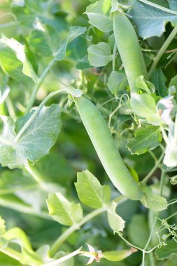 Young plant of green peas with pea pods in the garden. Summer Harversing of vegetable pea plant on the soil. Healthy vegan food ingredient in organic vegetable natural farming, banner