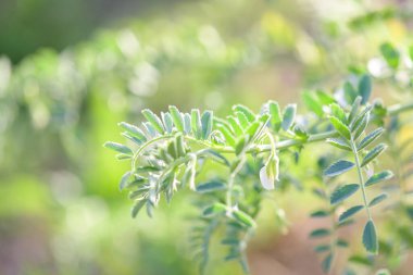 Chickpea plant field in vegetable farm in Puglia, Italy, Apuglian agriculture, close up, selective focus