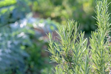 Fresh rosemary Herb plant for cooking and medicine close up on blurred background, selective focus. Healthy eating, sustainability, vegetarian, lifestyle, copy space