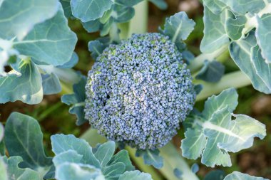 Healthy organic broccoli plant growing in a vegetable garden. Close up and above view. Vegan food vegan food in organic farming, Healthy eating, sustainability, growing vegetable, vegetarian lifestyle