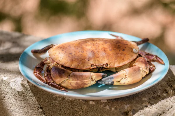 Fresh raw edible brown sea crab also known as Cancer Pagurus by Mediterranean Sea on blue plate on concrete grey background, close up