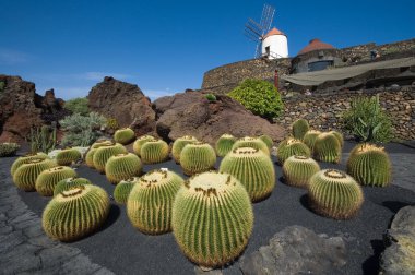 Cactus garden, Lanzarote clipart