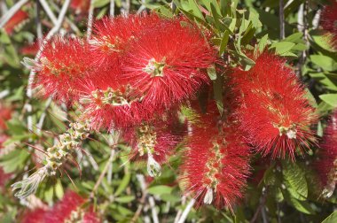 Callistemon