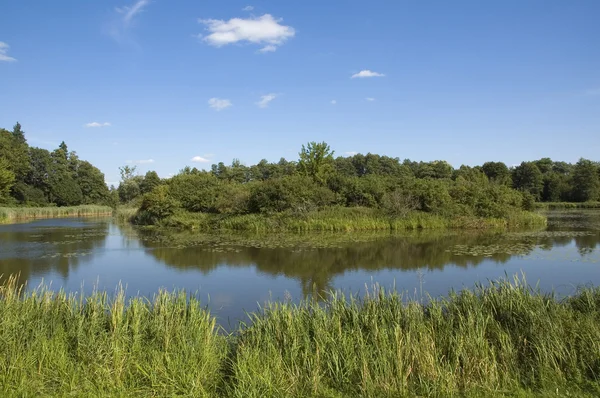 Pond — Stock Photo, Image