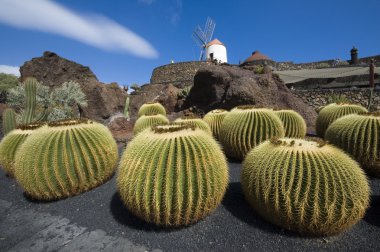 kaktüs Bahçe, lanzarote