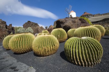 kaktüs Bahçe, lanzarote