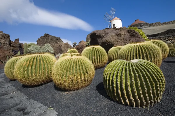 Cactus garden, Lanzarote — Stock Photo, Image