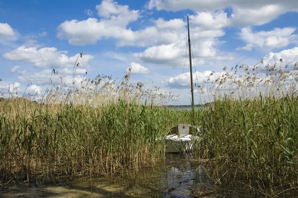 Sailboat among reeds — Stock Photo, Image