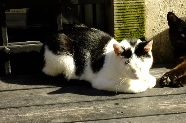 kedi ve fare — Stok Foto © nataliyatarat 1307554