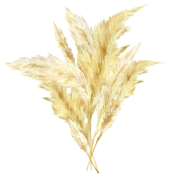 Suluboya yabani çiçek buketi. Pampas graas tasarım boho ve modern tarz için. Panikle Cortaderia selloana Güney Amerika, tüylü çiçek başları düğün davetine hazırlanıyor bebek partisi.