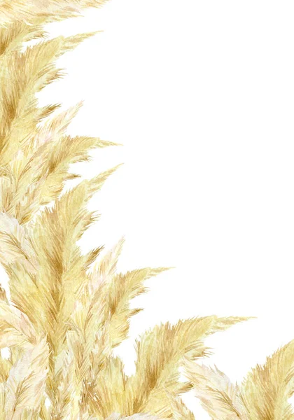 デザインBohoと現代的なスタイルのための水彩境界パンパスグラス フレーム南アメリカ 結婚式の招待状 ベビーシャワーカード ブライダルシャワー グリーティングカードのための羽の花の頭のプラム — ストック写真