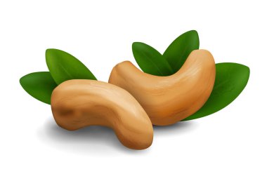 Beyaz arka planda gölgeli yeşil yapraklı kaju fıstığının vektör gerçekçi çizimi