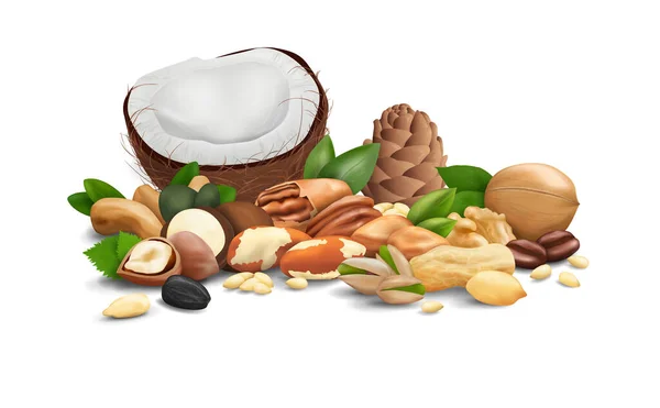 Mix Realistic Nuts Seeds Beans Hazelnut Peanut Brazil Macadamia Chestnut — Vetor de Stock