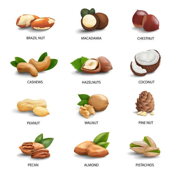 Set Realistic Objects Icons Nuts Hazelnut Peanut Brazil Macadamia Chestnut — Vettoriale Stock