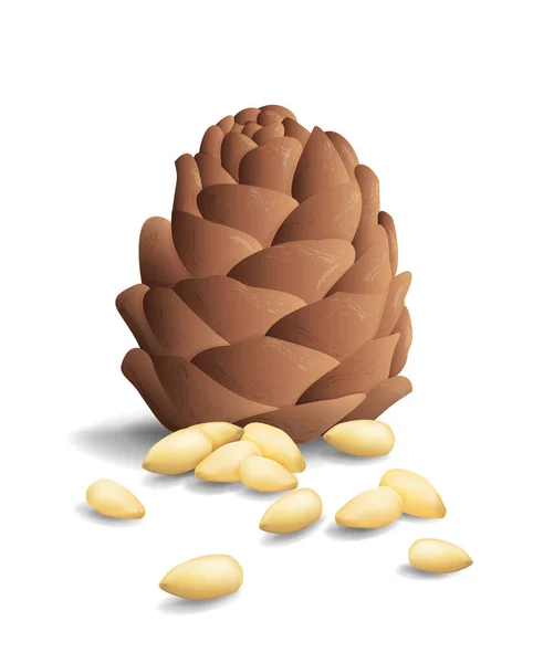 Vector Realistic Image Pine Nut Its Cone Peeled Set Icons — Vetor de Stock