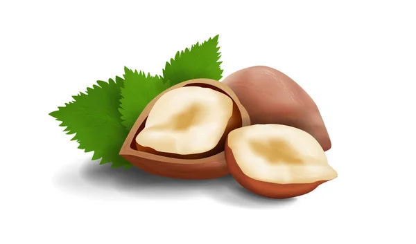 Vector Realistic Illustration Hazelnut Walnut Shell Half Nuts Peeled Walnuts — 图库矢量图片