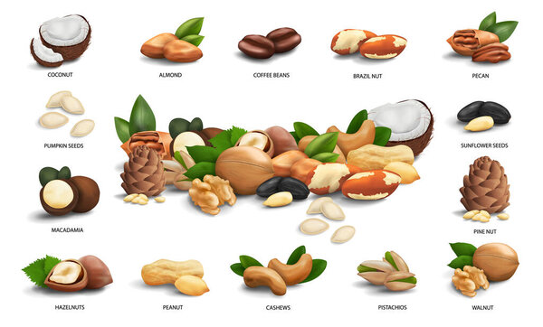 Vector set of 3d realistic icons nuts, seeds and coffee beans. Hazelnut, peanut, brazil, macadamia, cashew, coconut, peanut, walnut, pine, pecan, pistachio, almond, sunflower and pumpkin seeds