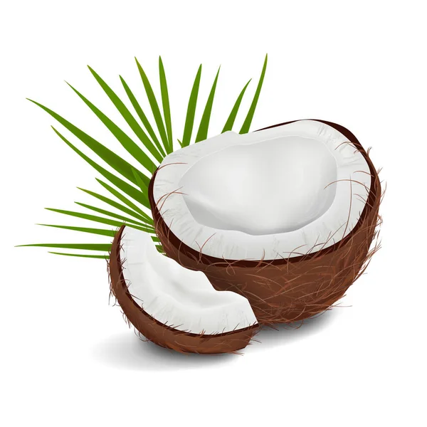 Realistische Vektordarstellung Der Kokosnuss Coco Versatzstücke Mit Palmenblättern Isoliert Auf — Stockvektor
