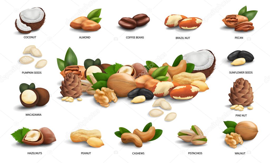 Vector set of 3d realistic icons nuts, seeds and coffee beans. Hazelnut, peanut, brazil, macadamia, cashew, coconut, peanut, walnut, pine, pecan, pistachio, almond, sunflower and pumpkin seeds