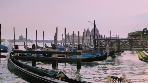 Tourists enjoying gondola ride on Grand canal, Venice, Italy, at day. Moored boats with blue covers near San Marco square, gondola entering the shot — стокове відео